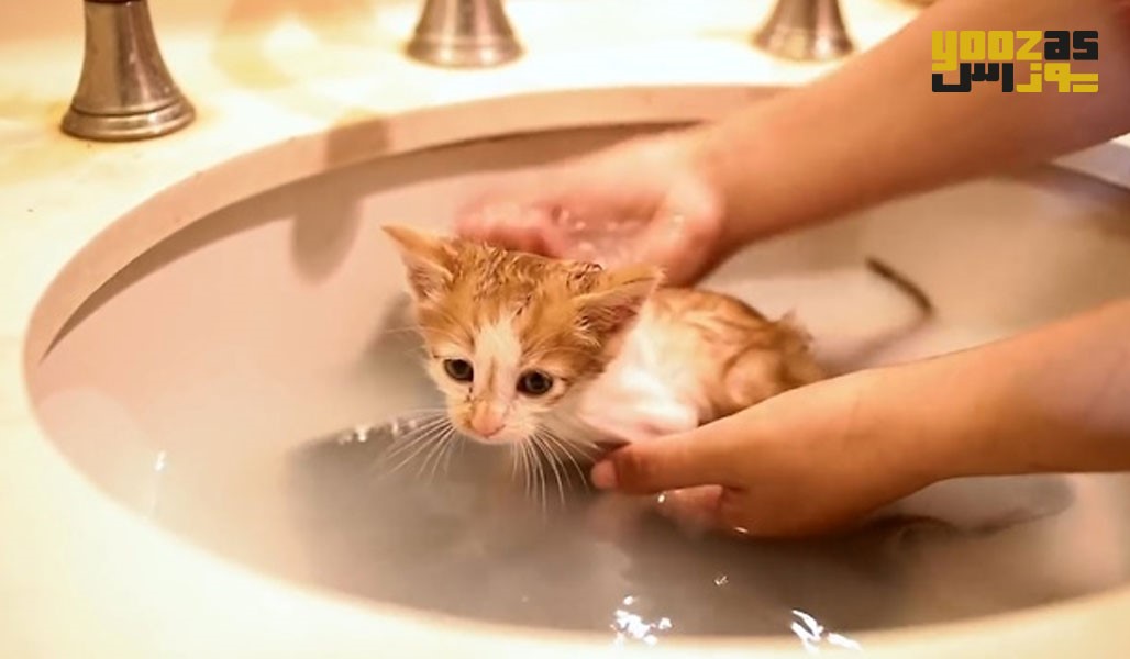 شستشو و حمام کردن گربه 