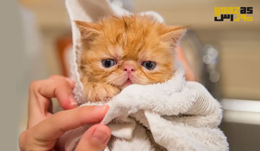 مراحل خشک کردن گربه را با دقت انجام دهید