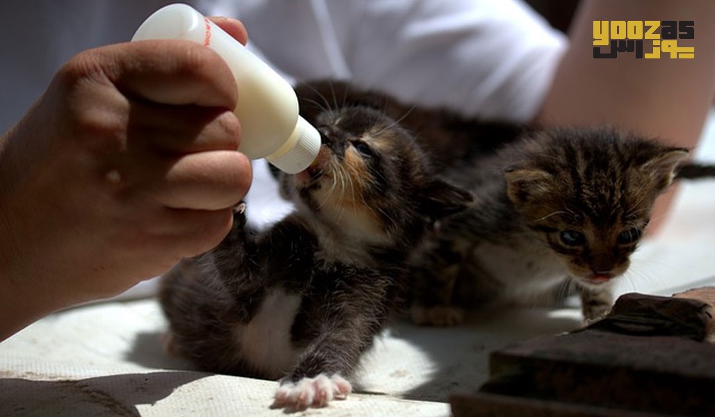 شیر خشک مخصوص بچه گربه 