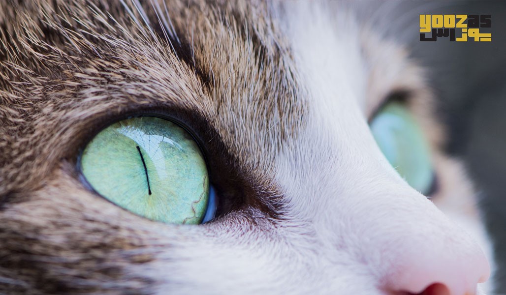 راه های درمان عفونت چشم گربه