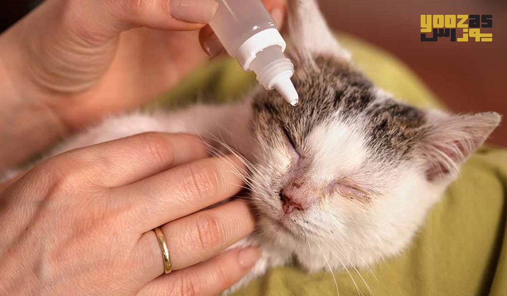 عفونت چشم گربه نیاز به درمان سریع دارد