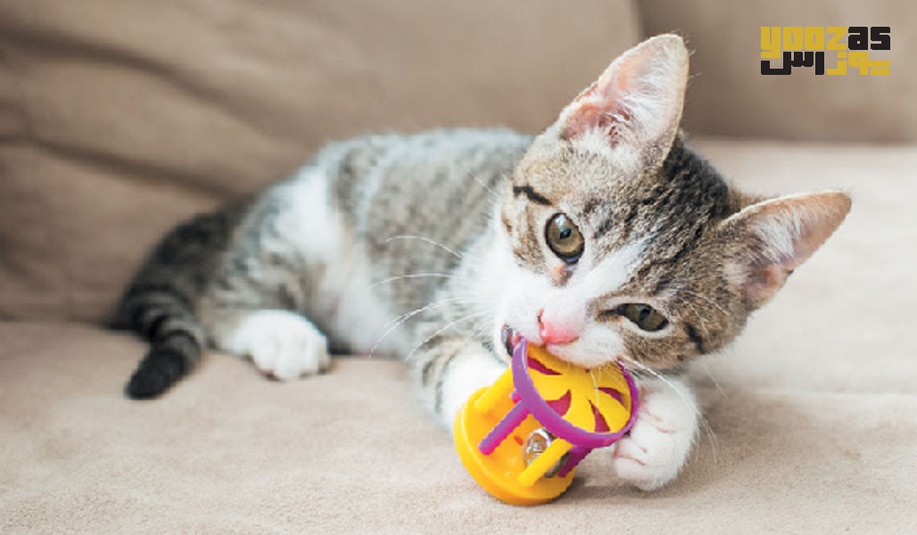 اسباب بازی مناسب برای گربه ها