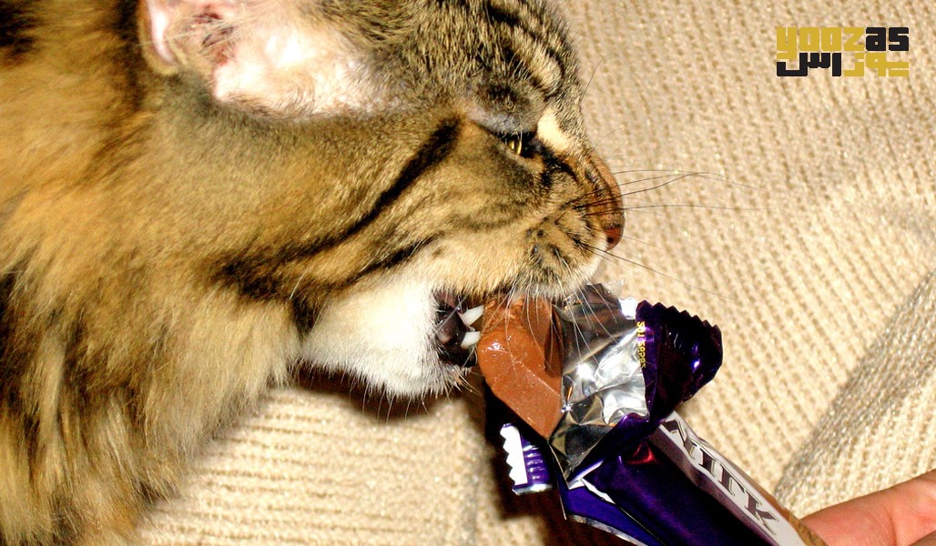 مسمومیت خوردن شکلات برای گربه ها