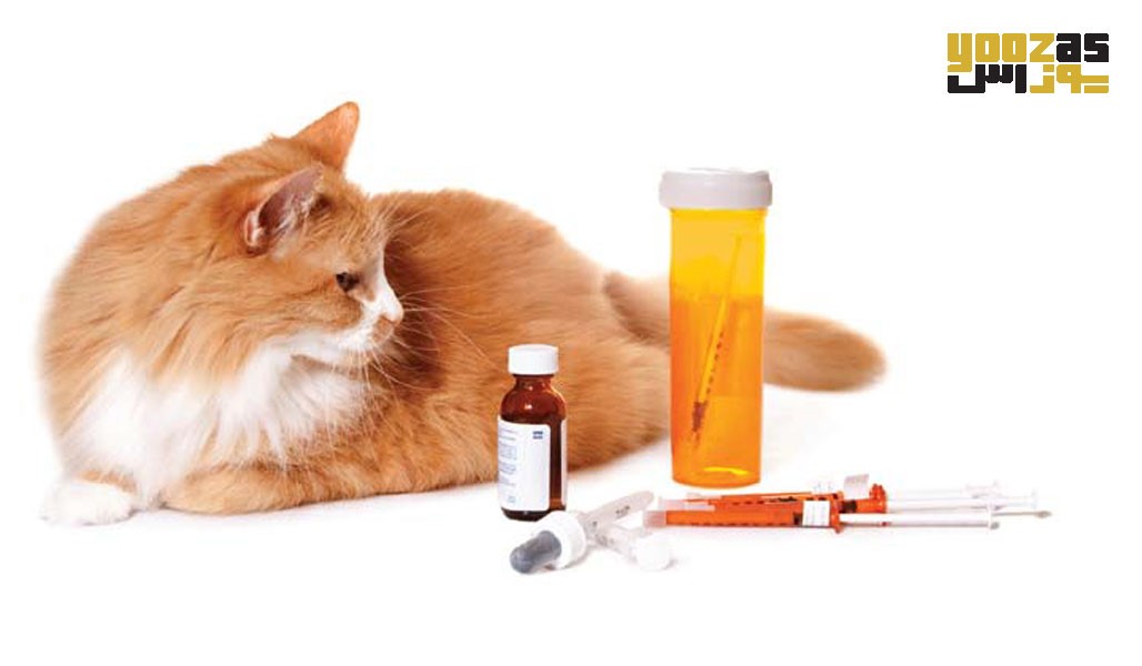 علائم ابتلا به دیابت در گربه‌ ها 