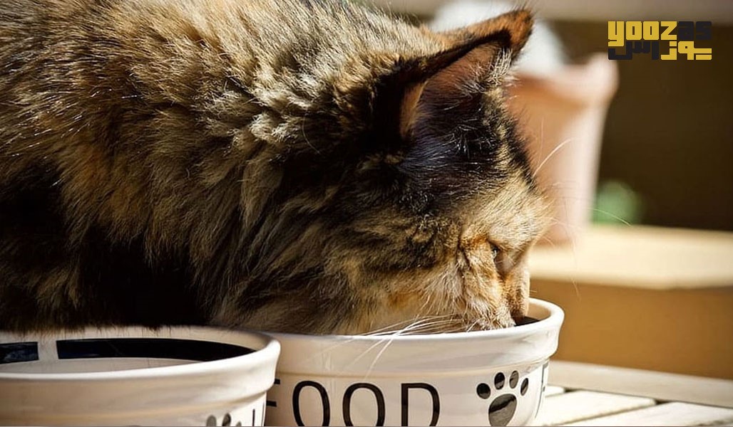 معایب غذای خشک گربه
