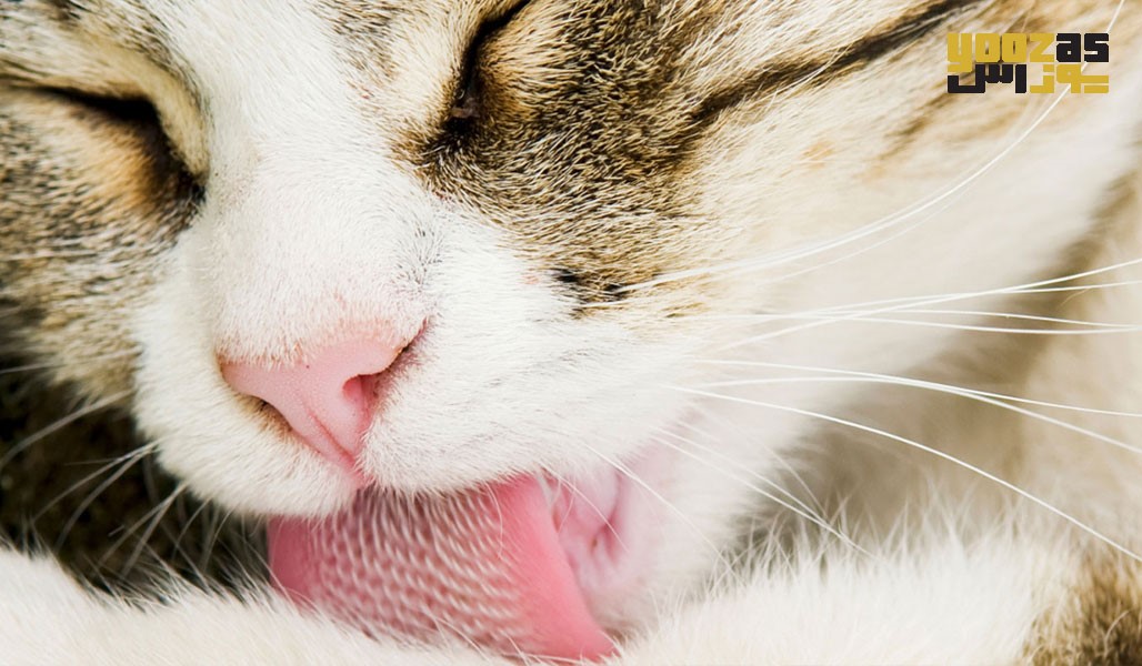 درمان توپ مویی در گربه ها