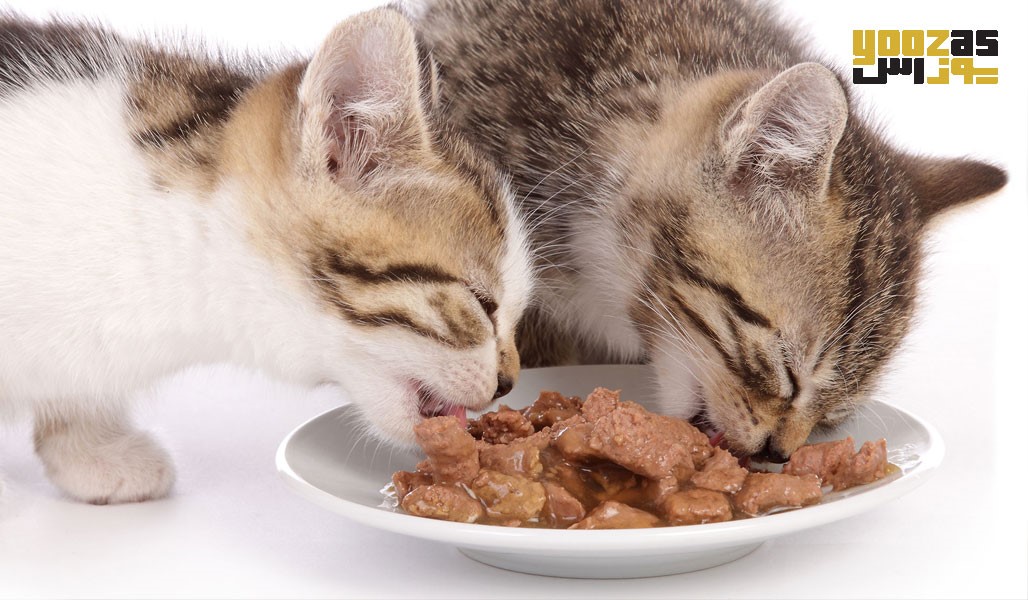 تغذیه بچه گربه ها از 3 تا 6 ماهگی