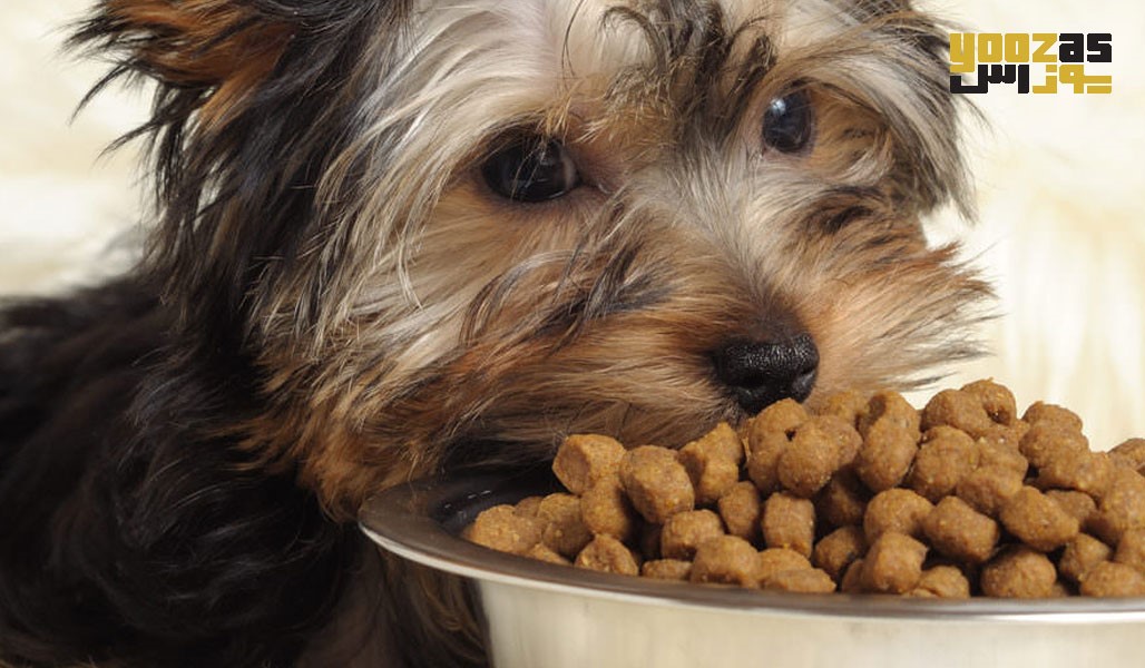 تعداد دفعات غذای مورد نیاز توله سگ ها 
