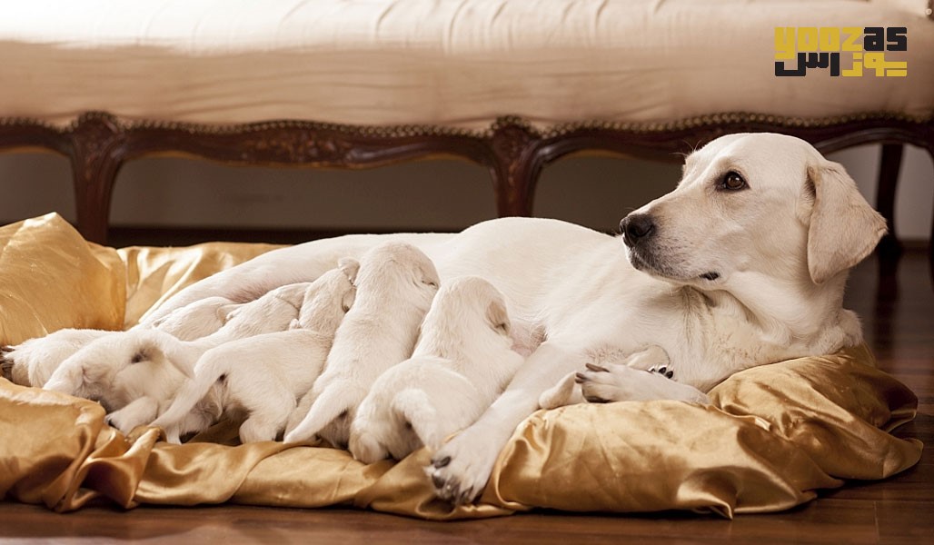 تغذیه توله سگ ها از یک تا دو ماهگی