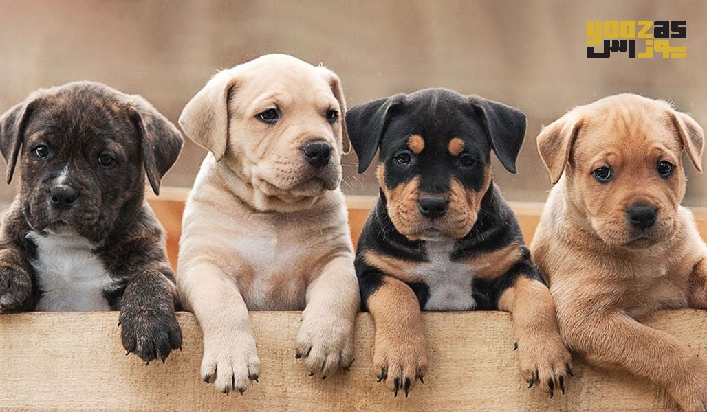 تغذیه توله سگ ها از دو تا سه ماهگی
