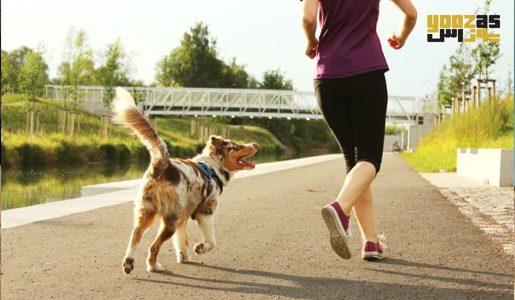 تاثیر ورزش در دیابت سگ ها