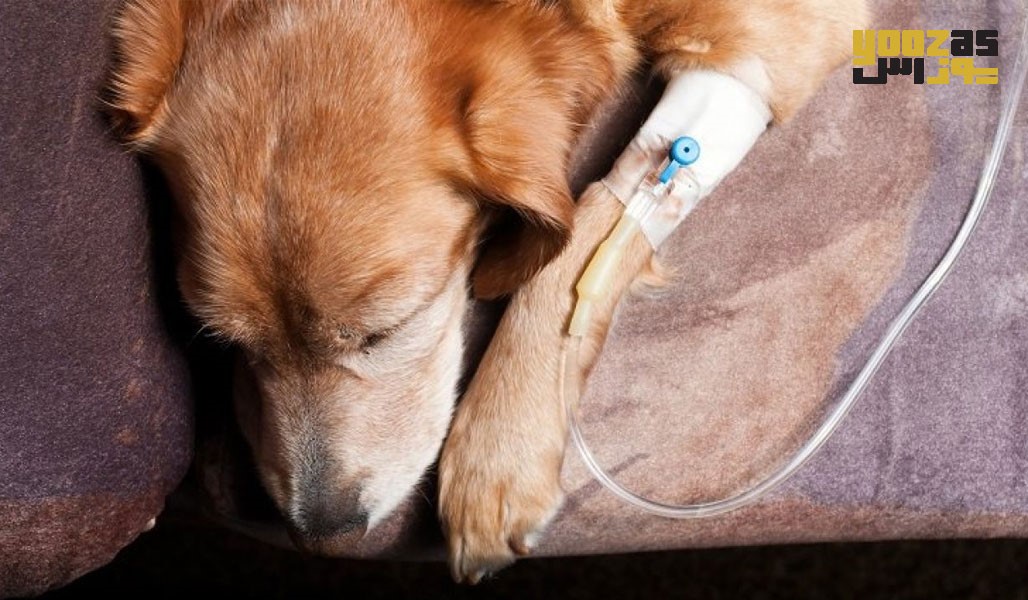 عقیم سازی سگ های دیابتی