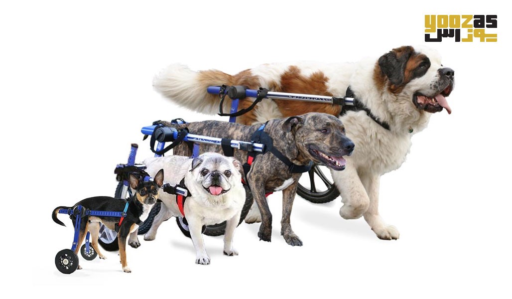 صندلی چرخدار سگ معلول 