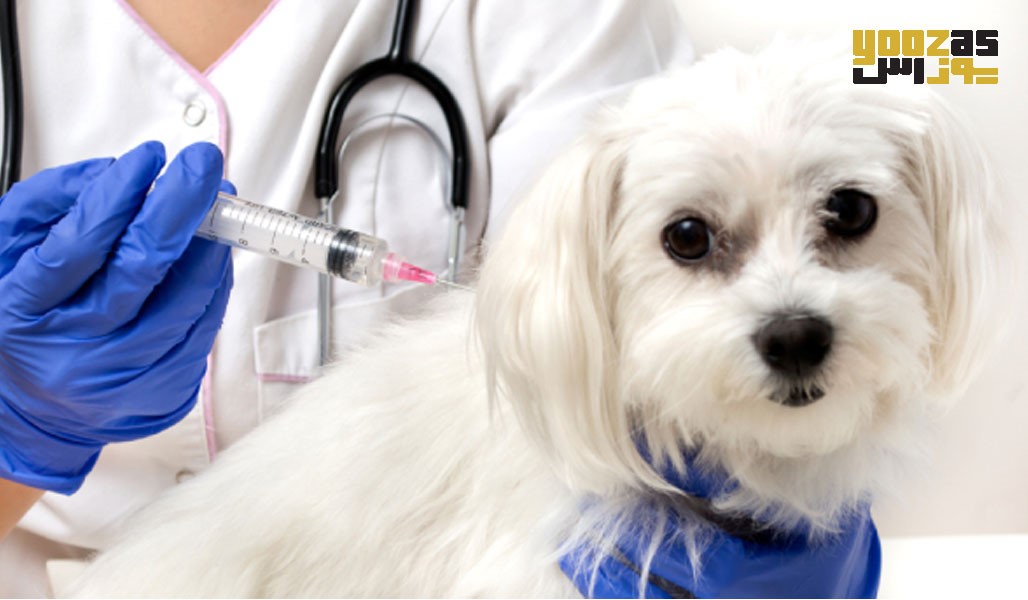 از چه درمان‌هایی برای استفراغ سگ‌ها استفاده می‌شود؟