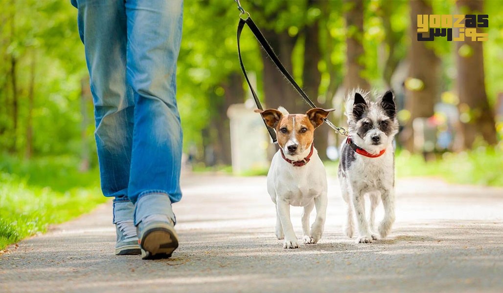 فواید پیاده روی برای سگ ها بیشمار است