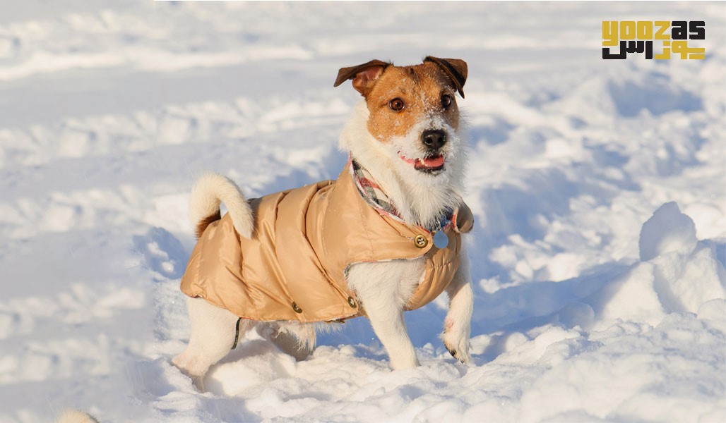 پوشش سگ ها در زمستان
